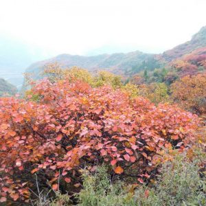 石家庄周末游 未开发野山看红叶平山杀九坨