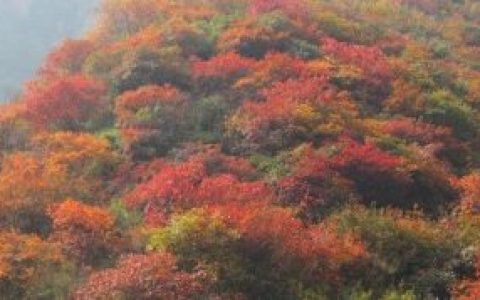 石家庄周末游 平山恶石村赏红叶摘苹果