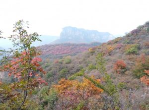 石家庄周末游 未开发野山看红叶平山杀九坨