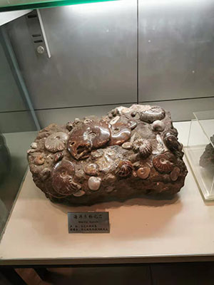 石家庄恐龙博物馆门票多少钱？石家庄地球科学博物馆游玩攻略